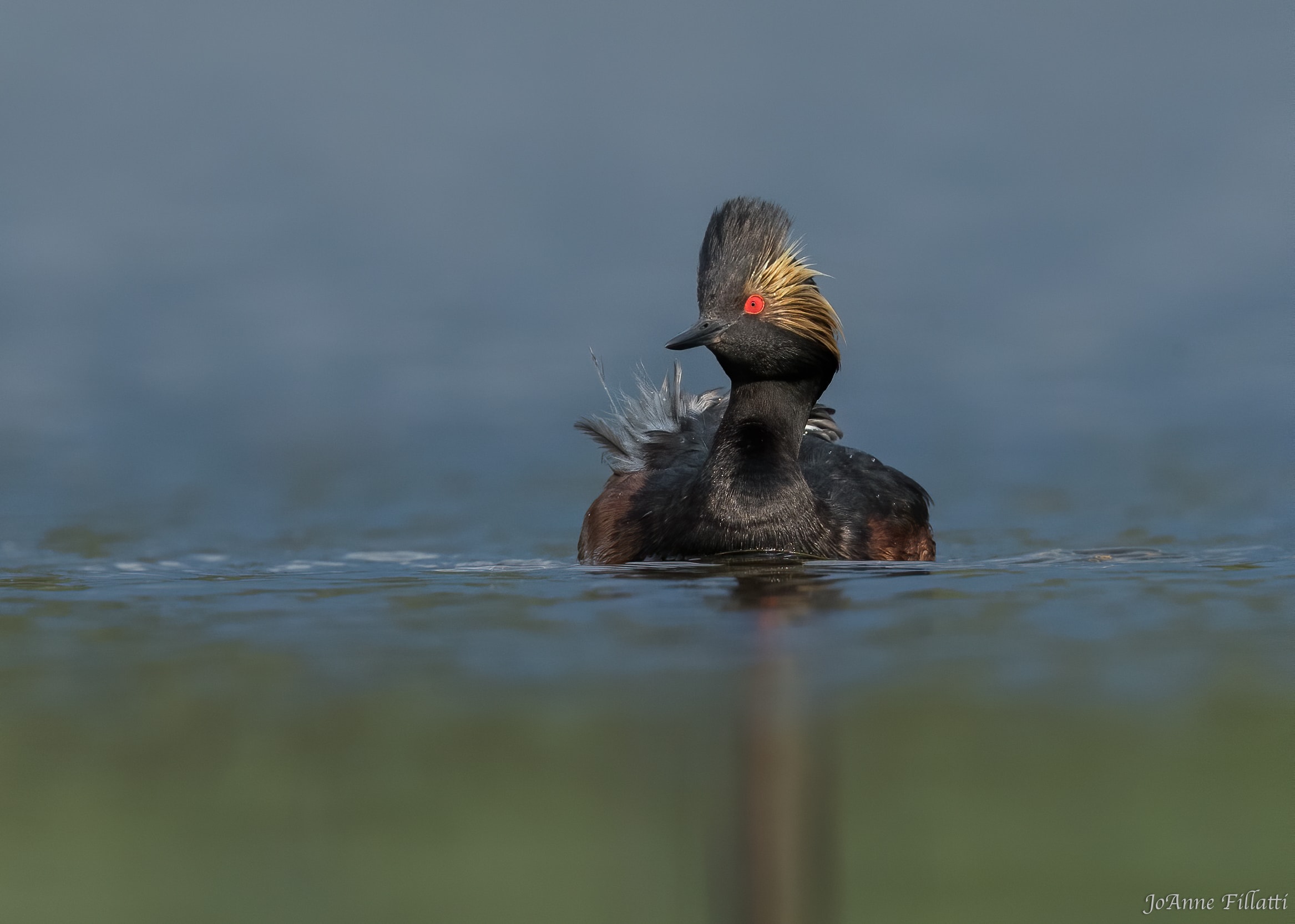 bird of british columbia image 26